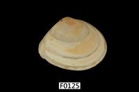 藏品(黃文蛤)的圖片